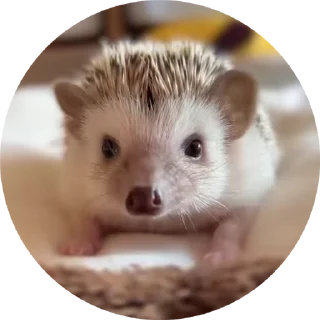 🦔