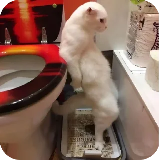 🐱