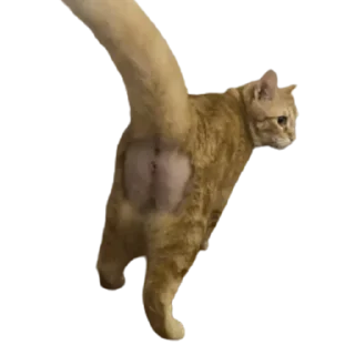 🍑