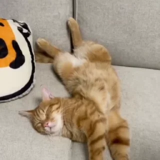 🐈‍⬛️