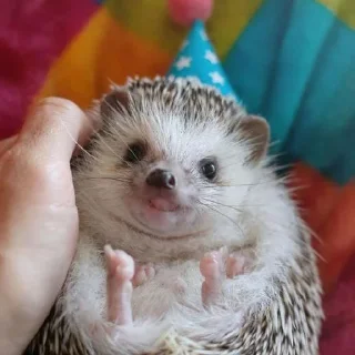 🦔