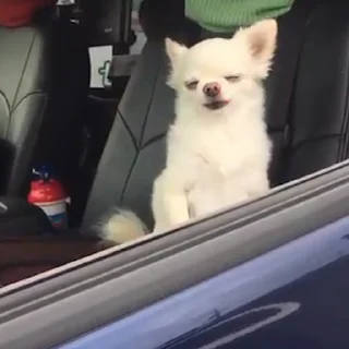 🤪