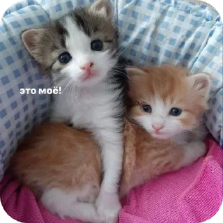 🐱