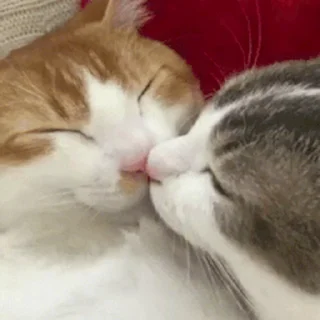 🐱