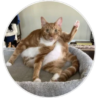 🐈