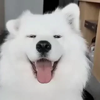 🐶 Собаки же @Personallchannell