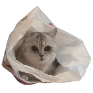 🐱