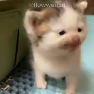 👶