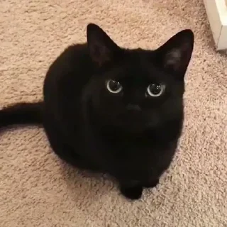😺