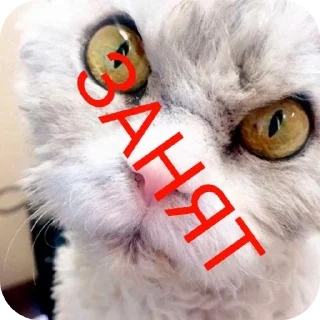 🐱