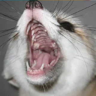 😮