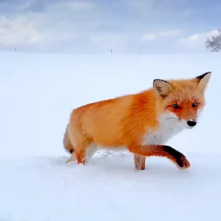 🤩