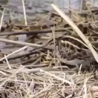 🕺