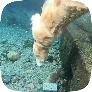 🐶
