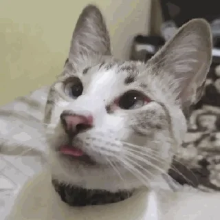 🤪