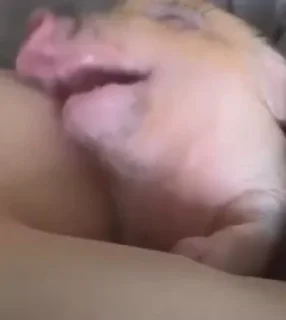 🐷