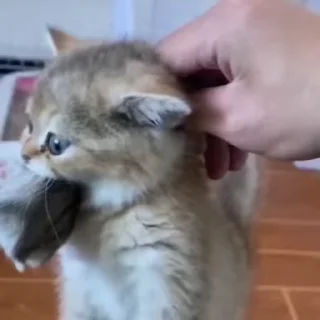 🌟