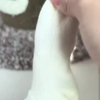 🐱