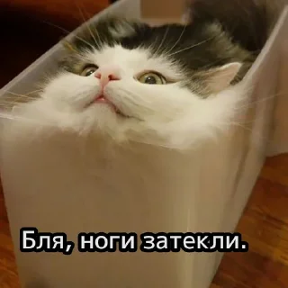 😺
