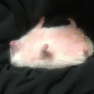 🦔