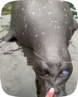 🤭