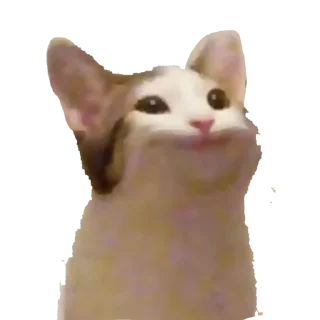 🐱