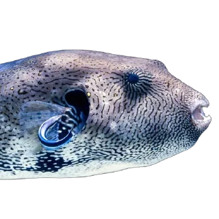 🐟