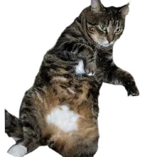 🐱