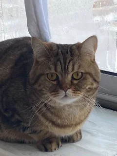 🌟