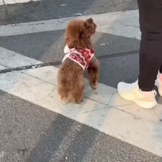 🐩