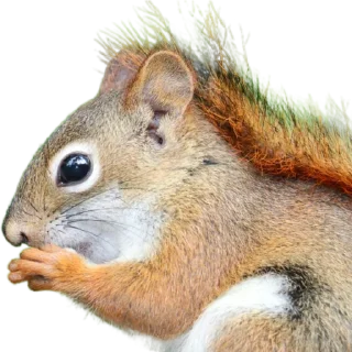 🐿️