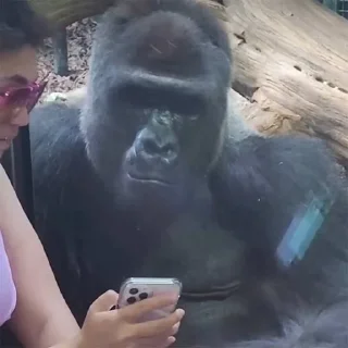 🦍
