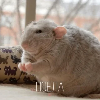 😋