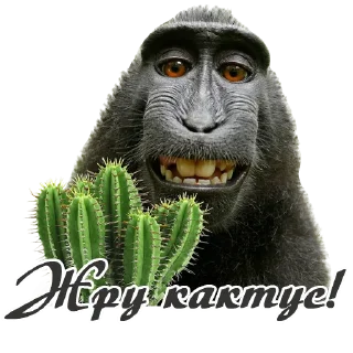 🌵