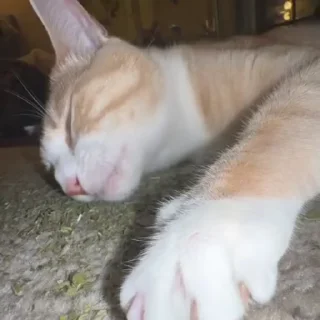 🌿