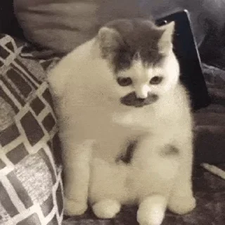 😺