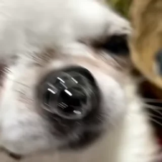 🐶
