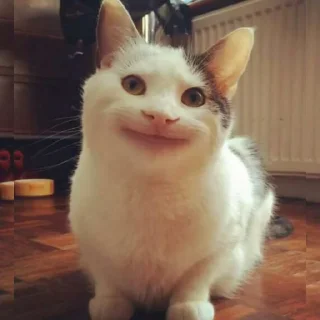 🐈