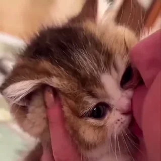 🐱