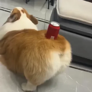 🐶