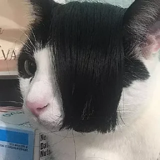 НеКэт