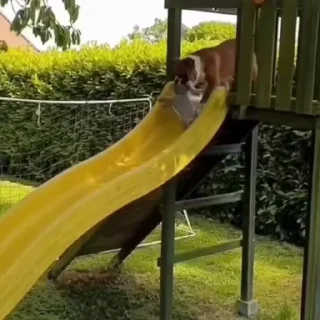 🤩