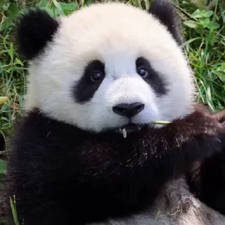 🥺