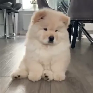 🤍