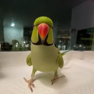 🤩