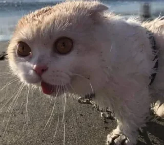 😧