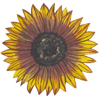 🌻