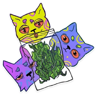😼