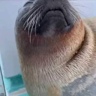 🦭
