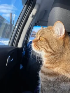 🌟